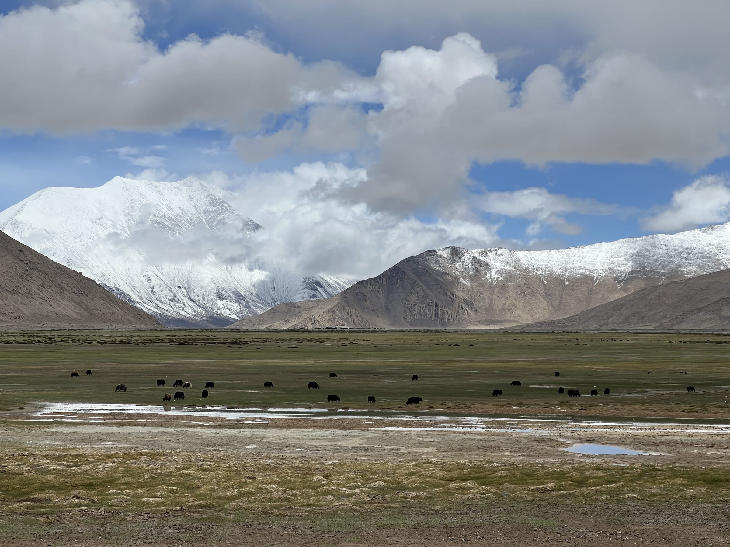 A wide valley near Hanle with grazing yaks and snow peaks