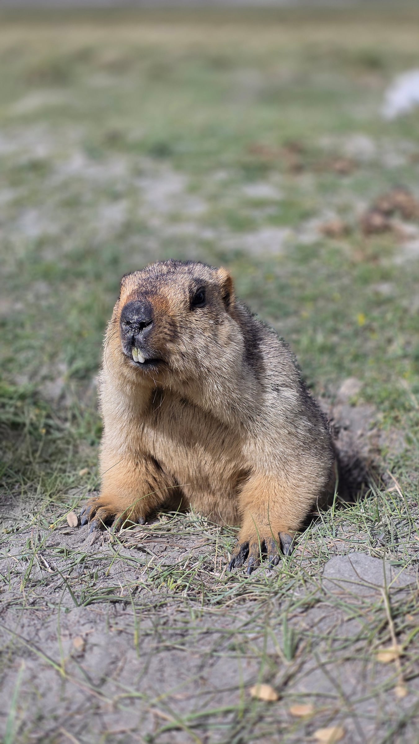 A Himalayan marmot near the road to Pangong Tso