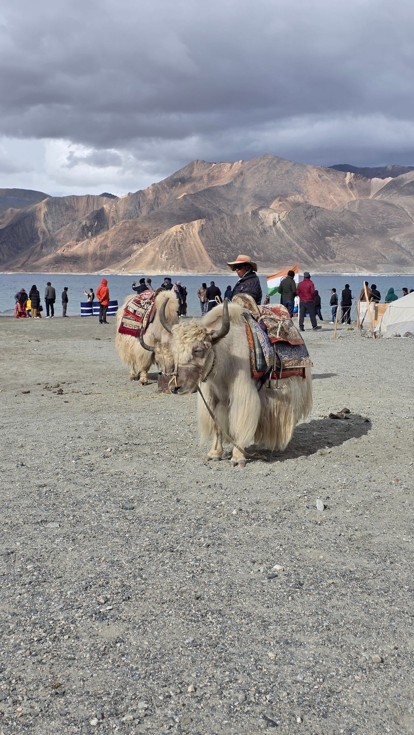 Saddled yaks on the shore at Pangong Tso with the lake and mountains beyond